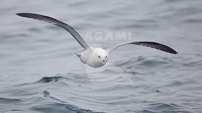 Light morph of Northern Fulmar ( Fulmarus glacialis glacialis) flying over open water of the German North Sea. stock-image by Agami/Mathias Putze,