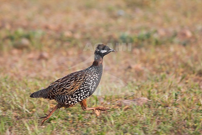 Black Francolin - Halsbandfrankolin - Francolinus francolinus ssp. francolinus, Turkey, adult male stock-image by Agami/Ralph Martin,