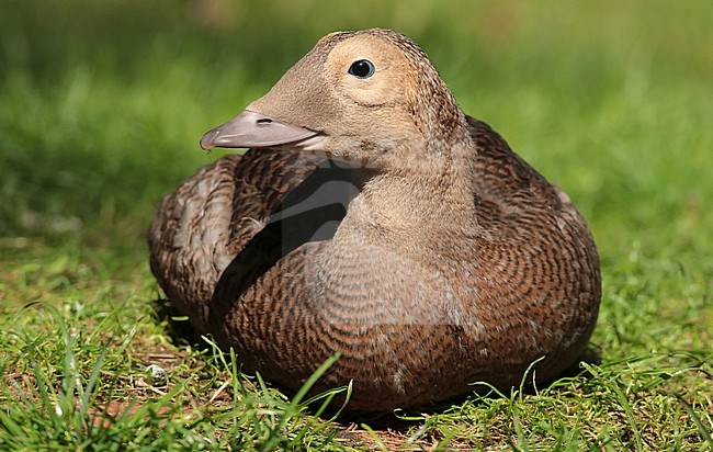 Spectacled Eider (Somateria fischeri), first calender year male in captivity. stock-image by Agami/Fred Visscher,