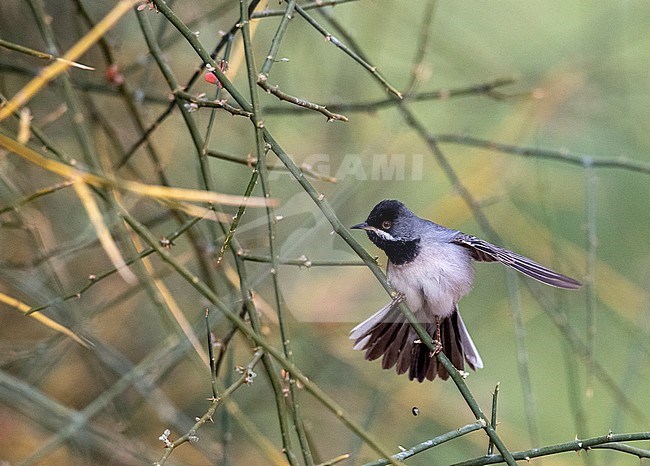 Male Ruppell's Warbler (Sylvia ruppeli) perched in a low bush with spread tail. stock-image by Agami/Markku Rantala,