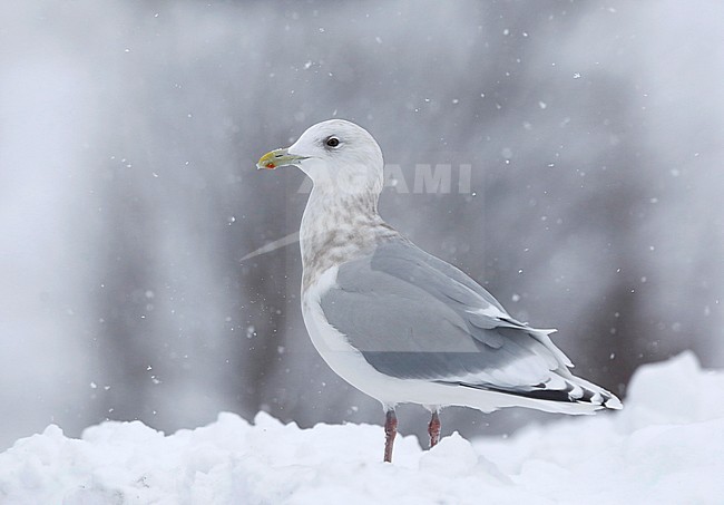 Kumliens Meeuw, Kumlien's Gull, Larus glaucoides kumlieni stock-image by Agami/Chris van Rijswijk,