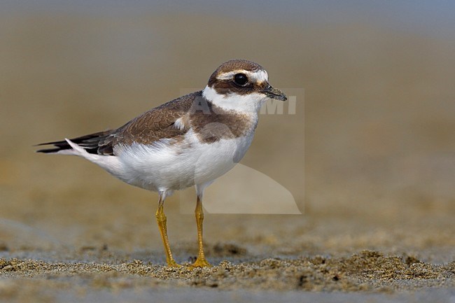 Winterkleed Bontbekplevier; Winter plumage Common Ringed Plover stock-image by Agami/Daniele Occhiato,