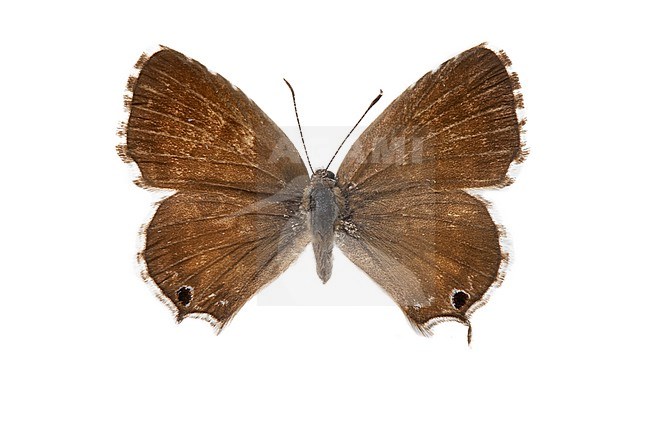 Geranium Bronze, Cacyreus marshalli stock-image by Agami/Wil Leurs,