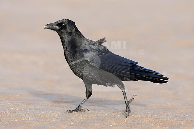 Zwarte Kraai lopend op het strand; Carrion Crow walking at the beach stock-image by Agami/Menno van Duijn,