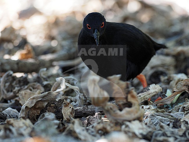 Henderson crake (Zapornia atra)  on an island in Eastern Polynesia. Flightless rail. Also known as red-eyed crake. stock-image by Agami/James Eaton,