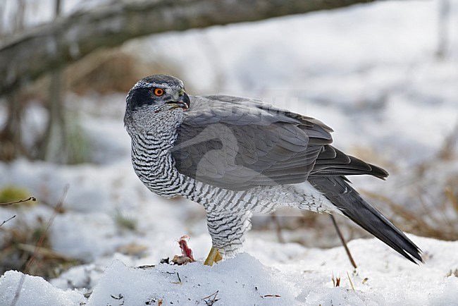 Northern Goshawk sitting in the snow; Havik zittend in de sneeuw stock-image by Agami/Markus Varesvuo,