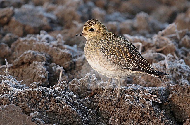 European Golden Plover (Pluvialis apricaria), adult standing, seen from the side. stock-image by Agami/Fred Visscher,
