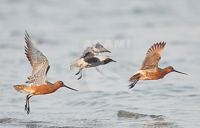 Eastern Bar-tailed Godwits (Limosa lapponica baueri or menzbieri) on Happy Island, China, during spring migration. Together with Grey Plover (Pluvialis squatarola). stock-image by Agami/Markus Varesvuo,