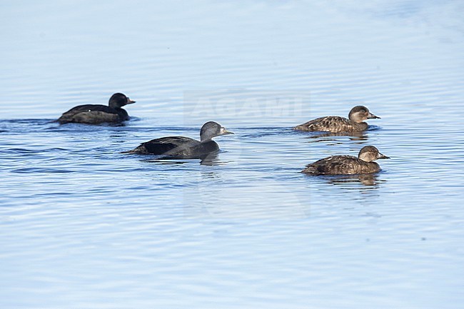 Common scoter (Melanitta nigra), a flock swimming in the water, Northeastern Region, Iceland stock-image by Agami/Saverio Gatto,