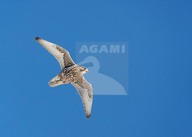 Giervalk onvolwassen vliegend; Gyr Falcon immature flying stock-image by Agami/Markus Varesvuo,