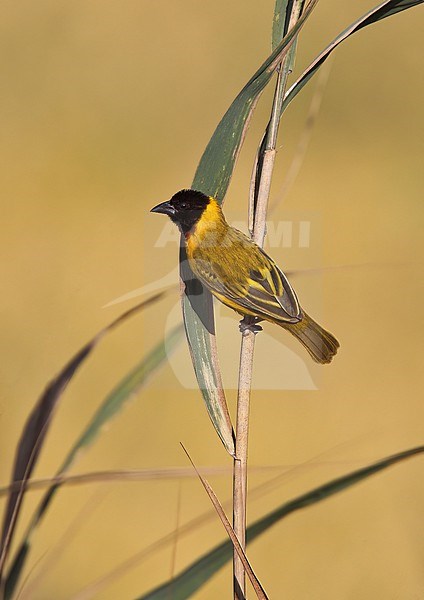 Male Black-headed weaver (Ploceus melanocephalus), also known as yellow-backed weaver. stock-image by Agami/Andy & Gill Swash ,
