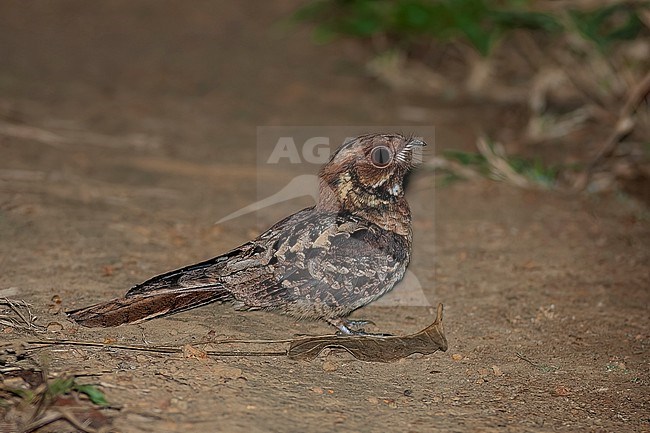 Black-shouldered Nightjar (Caprimulgus pectoralis nigriscapularis) resting on the ground during the night. Subspecies of Fiery-necked nightjar. stock-image by Agami/David Monticelli,