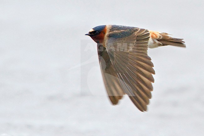 Cliff Swallow (Petrochelidon pyrrhonota) flying over a river in Manitoba, Canada. stock-image by Agami/Glenn Bartley,