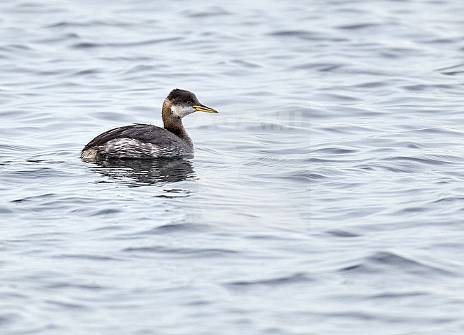 Autumn plumaged Red-necked Grebe (Podiceps grisegena) swimming in the sea in England, United Kingdom. stock-image by Agami/Michael McKee,