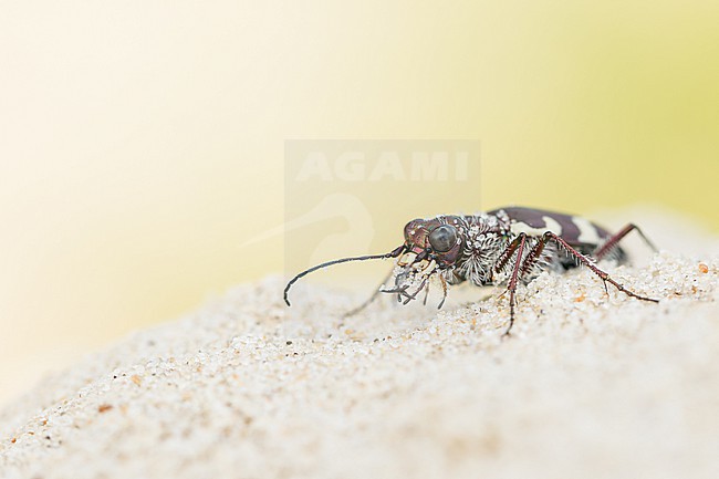Cicindela maritima - Küsten-Sandlaufkäfer, Germany (Hamburg), imago stock-image by Agami/Ralph Martin,