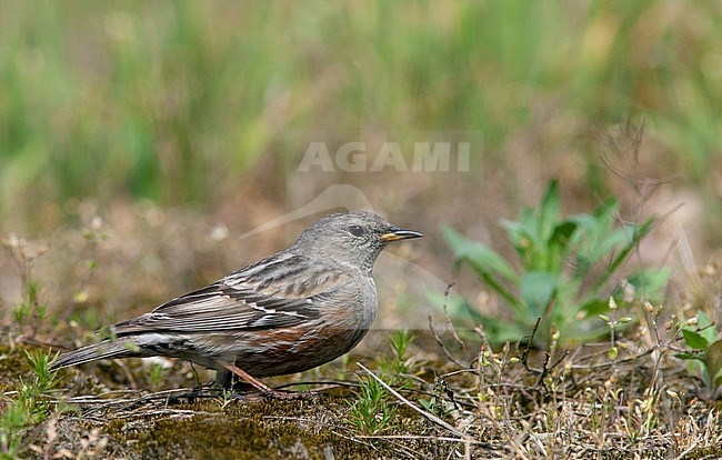 Adult Alpine Accentor (Prunella collaris) at Berkeneiland in the Netherlands. Spring overshoot from mountains in southern Europe stock-image by Agami/Arnold Meijer,