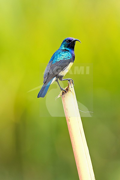 Variable Sunbird  (Cinnyris venustus falkensteini) adult male perched on a stick in the highlands of central Kenya, against plain background stock-image by Agami/Andy & Gill Swash ,