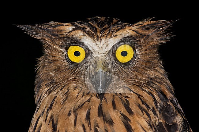 Buffy Fish-Owl  (Ketupa ketupu) Perched on a branch at night  in Borneo stock-image by Agami/Dubi Shapiro,