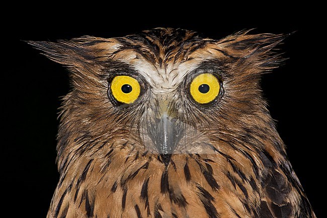 Buffy Fish-Owl  (Ketupa ketupu) Perched on a branch at night  in Borneo stock-image by Agami/Dubi Shapiro,