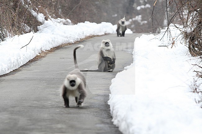 Himalayan grey langur (Semnopithecus ajax) running on a road in the snow stock-image by Agami/James Eaton,