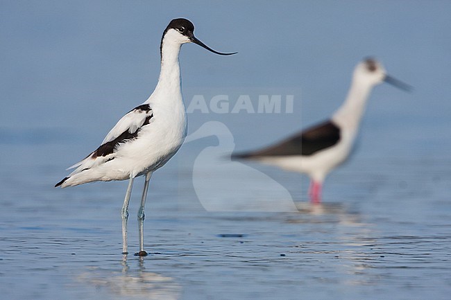 Pied Avocet, Kluut, Recurvirostra avoseta, Spain (Mallorca), 2nd cy., with Black-winged Stilt stock-image by Agami/Ralph Martin,