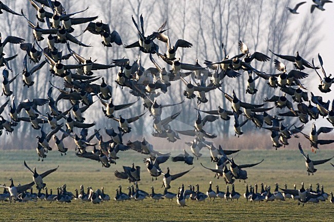 Barnacle Goose, Brandgans stock-image by Agami/Marc Guyt,