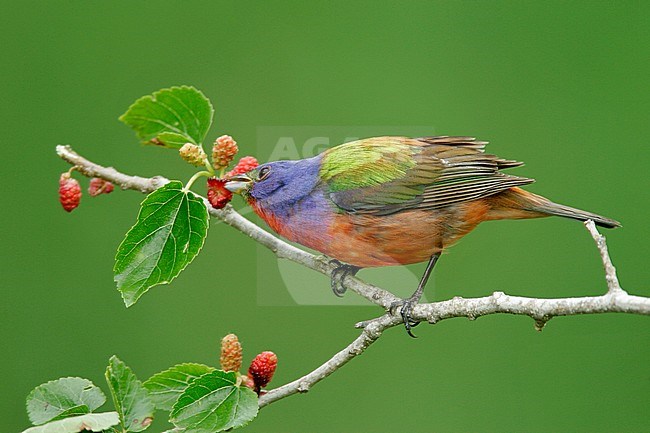 Adult male breeding
Galveston Co., TX
April 2006 stock-image by Agami/Brian E Small,