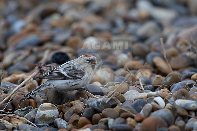 Groenlandse Witstuitbarmsijs op het strand; Hornemann\'s Redpoll on the beach stock-image by Agami/Chris van Rijswijk,