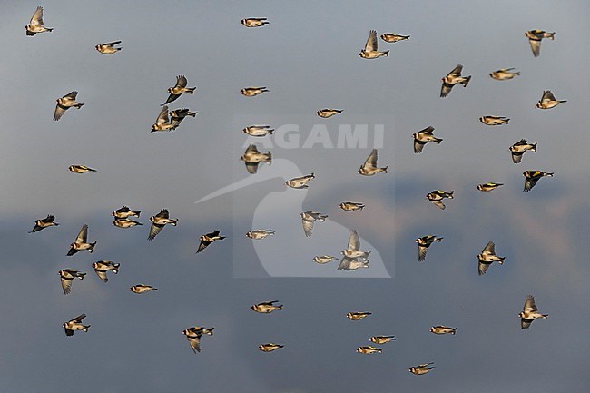Goldfinch, Carduelis carduelis, in Italy. Flock of Goldfinches. stock-image by Agami/Daniele Occhiato,