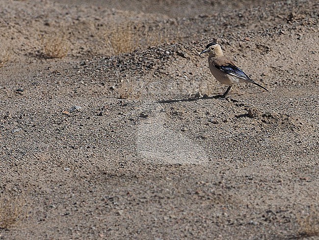 Henderson's Ground Jay (Podoces hendersoni) on Tibetan plateau, China. Also known as Mongolian ground jay. stock-image by Agami/James Eaton,