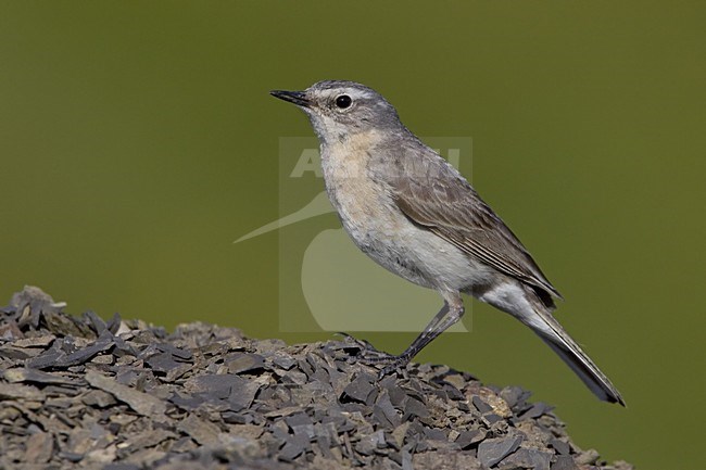 Water Pipit perched on rock; Waterpieper zittend op rots stock-image by Agami/Daniele Occhiato,