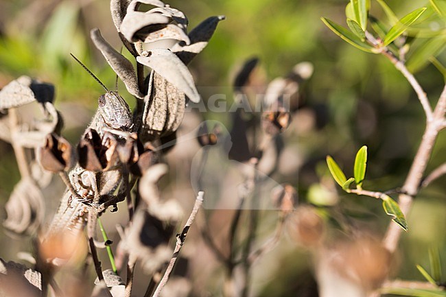 Locusta migratoria - Migratory locust - Europäische Wanderheuschrecke, France (Provence), imago stock-image by Agami/Ralph Martin,