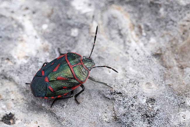 Eurydema rotundicollis is a rare true bug, found on Hahntennjoch in Tyrol, Austria stock-image by Agami/Mathias Putze,