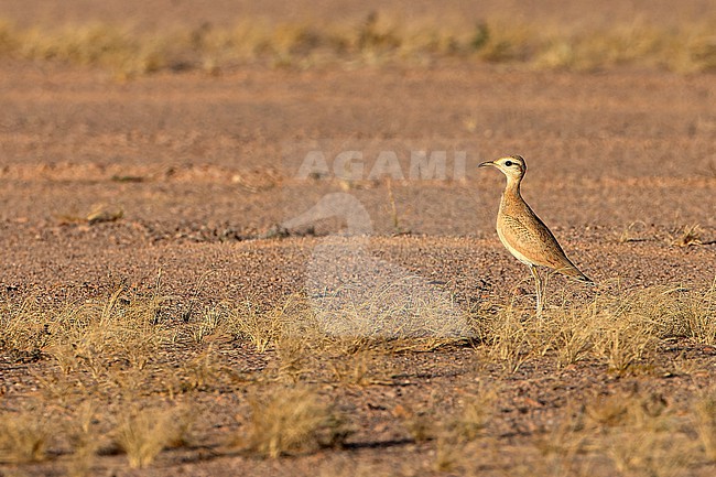 Cream-coloured Courser (Cursorius cursor) along the Dakhla - Aousserd road in the Western Sahara south of Dakhla. stock-image by Agami/David Monticelli,
