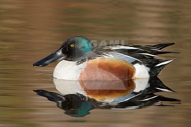 Northern Shoveller (Anas clypeata) swimming on a pond in Victoria, BC, Canada. stock-image by Agami/Glenn Bartley,