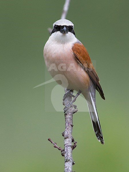 Adult male Red-backed Shrike (Lanius collurio) perched on a twig in Italy. Looking straight in to the camera. stock-image by Agami/Daniele Occhiato,