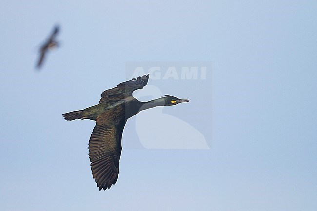 Adult European Shag (Phalacrocorax aristotelis aristotelis) flying over breeding colony in arctic northern Norway during the breeding season. stock-image by Agami/Ralph Martin,