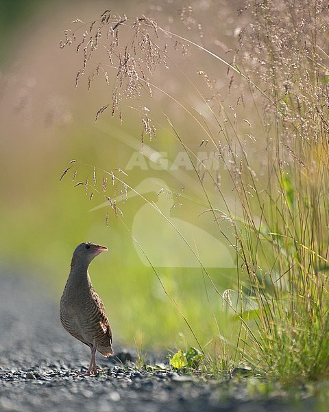 Adult male Corn Crake (Crex crex) singing, front view of bird standing on gravel against bright green background stock-image by Agami/Kari Eischer,