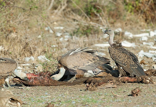 Ruppell's Vulture (Gyps rueppellii) at a carcass in rural Spain. Waiting for the Griffons are done eating. The species is recent vagrant from Africa where it is critically endangered. stock-image by Agami/Dick Forsman,