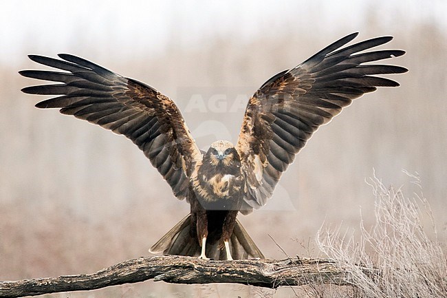 Female Western Marsh Harrier (Circus aeruginosus) just landed on a branch in Toledo, Spain, helding her wings high above the body. stock-image by Agami/Oscar Díez,
