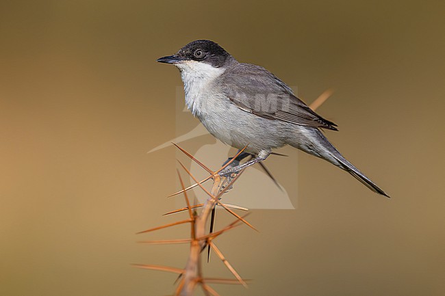 Male Eastern Orphean Warbler, Curruca crassirostris, in Georgia. stock-image by Agami/Daniele Occhiato,