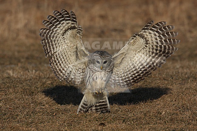 Gestreepte Uil vliegend en landend; Barred Owl flying and landing stock-image by Agami/Chris van Rijswijk,