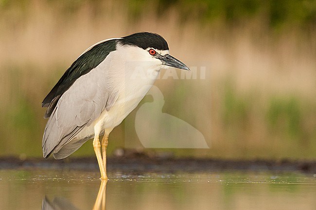Kwak staand in water; Black-crowned Night Heron standing in water stock-image by Agami/Marc Guyt,