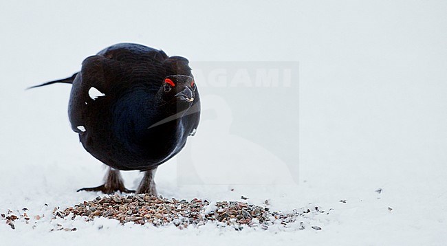 Male Black Grouse (Lyrurus tetrix) during winter near Suomussalmi in Finland. Eating stones to help to digest food stock-image by Agami/Markus Varesvuo,