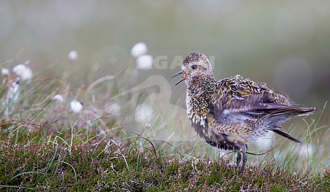 Vrouwtje Goudplevier, Female European Golden Plover stock-image by Agami/Markus Varesvuo,