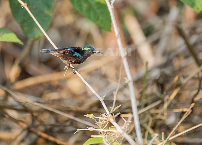 Male Van Hasselt's Sunbird (Leptocoma brasiliana) in Vietnam. stock-image by Agami/Pete Morris,