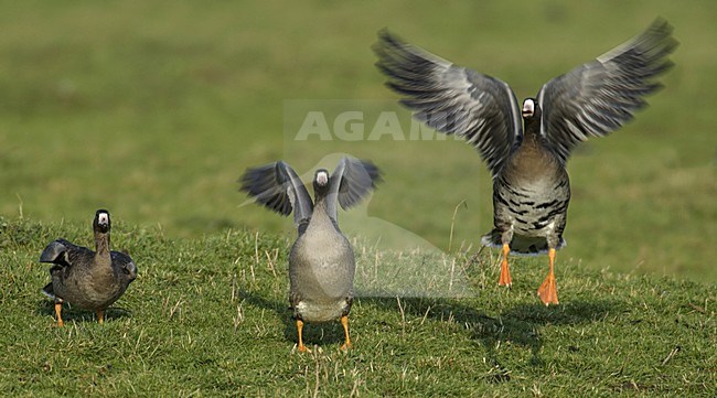 White-fronted Goose landing, Kolgans landend stock-image by Agami/Hans Gebuis,
