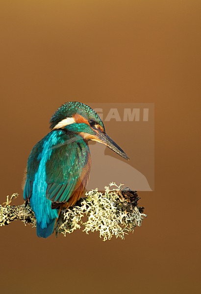 IJsvogel zittend op tak, Common Kingfisher perched on a branch stock-image by Agami/Danny Green,