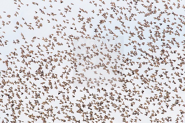 Spreeuw, Common Starling, Sturnus vulgaris stock-image by Agami/Menno van Duijn,