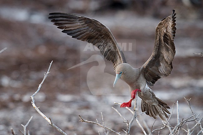 Front view of a Red-footed Booby (Sula sula) landing on a branch. Wings raised. Galapagos Islands, Ecuador stock-image by Agami/Markku Rantala,